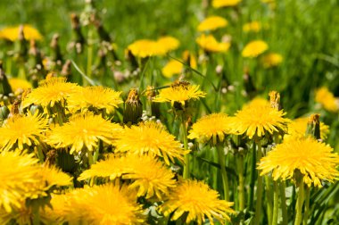Hava dandelions yeşil alan. 