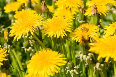 Hava dandelions yeşil alan. 