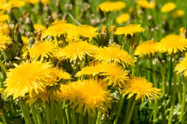 Hava dandelions yeşil alan. 