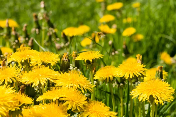 Hava dandelions yeşil alan. 