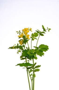 Çiçek açan kırlangıçotu Chelidonium majus