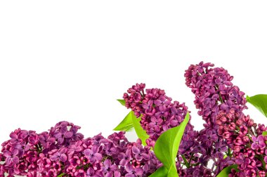  İzole syringa vulgaris