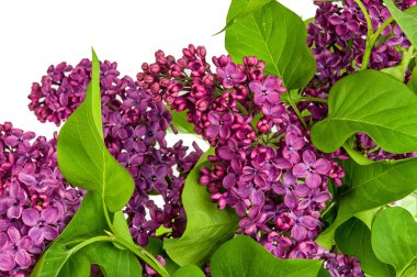  İzole syringa vulgaris