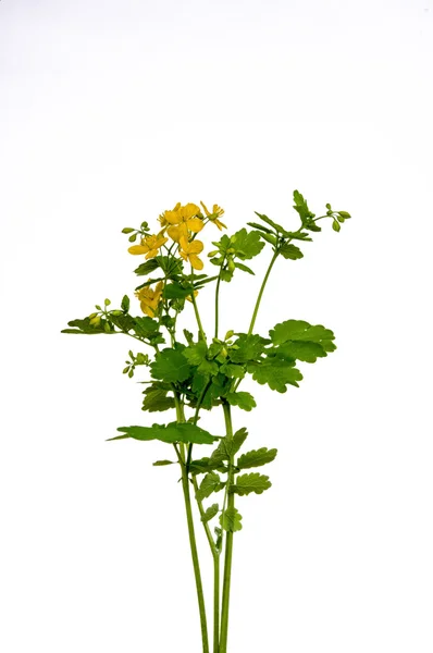 Blooming Celandine Chelidonium majus — Stock Photo, Image