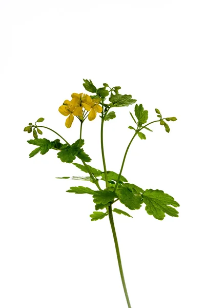 Blooming Celandine Chelidonium majus — Stock Photo, Image