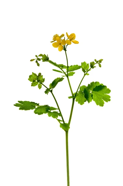 Blooming Celandine Chelidonium majus — Stock Photo, Image