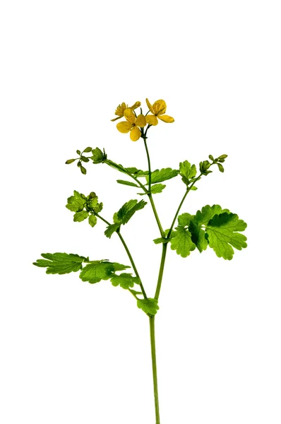 Blooming Celandine Chelidonium majus — Stock Photo, Image