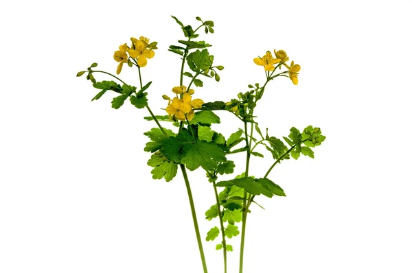 Blooming Celandine Chelidonium majus — Stock Photo, Image