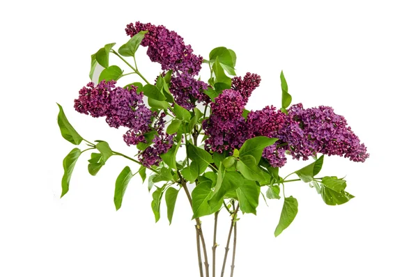 Syringa vulgaris elszigetelt — Stock Fotó