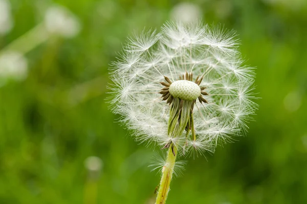 Maskrosor på ett grönt fält. — Stockfoto