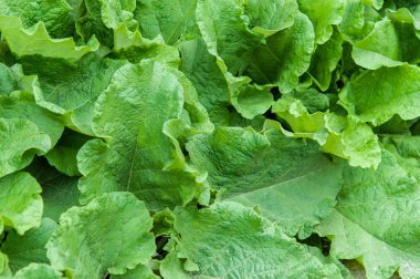 Arkaplan için yeşil yapraklar