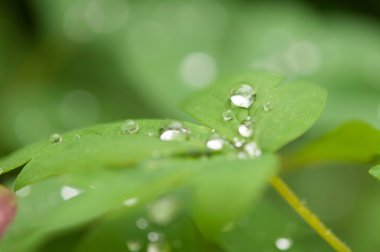  yeşil bitki yaprağı