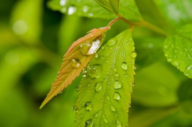  yeşil bitki yaprağı