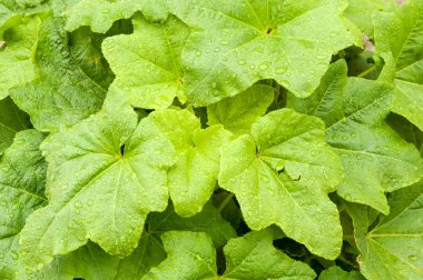  yeşil bitki yaprağı