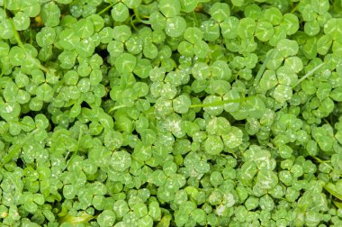 dört yapraklı yonca