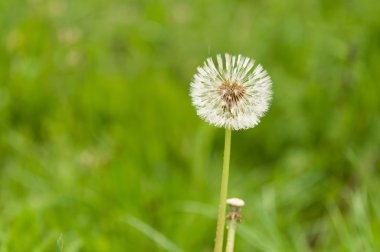 damla ile ıslak karahindiba tohum