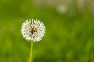 damla ile ıslak karahindiba tohum