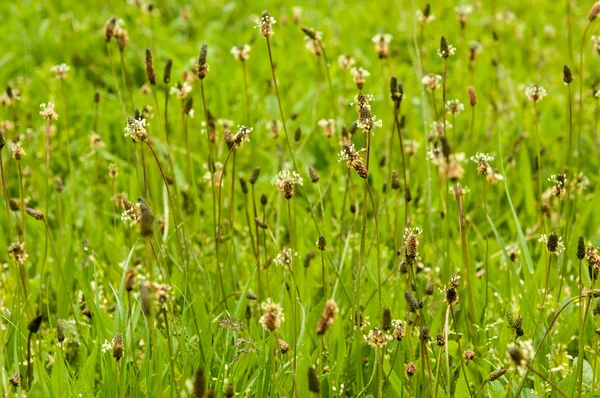Ribwort Plantain - Plantago lanceolata — Stock Photo, Image