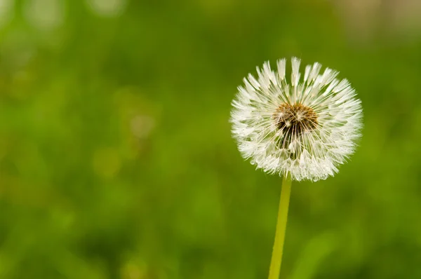 Nassen Löwenzahnsamen mit Tropfen — Stockfoto