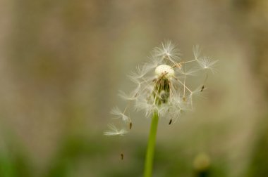 karahindiba sporlar uzaklıktadır üfleme