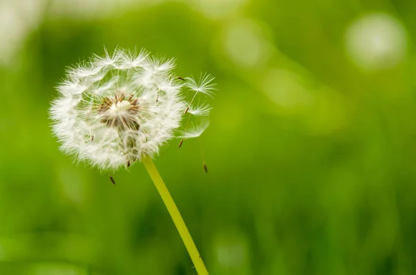 Dandelion spores blowing away — Stock Photo, Image