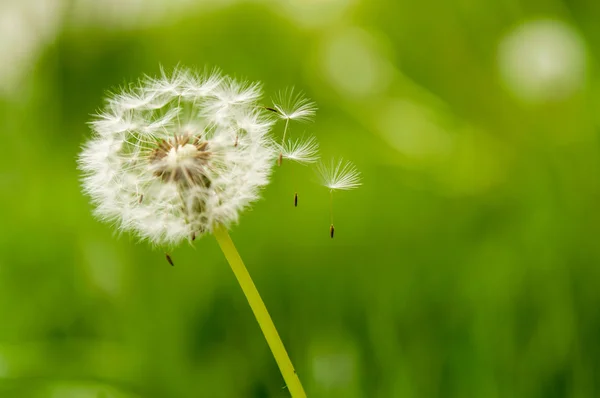 Dandelion spores blowing away — Stock Photo, Image