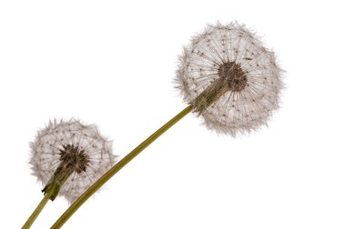 Karahindiba studio beyaz