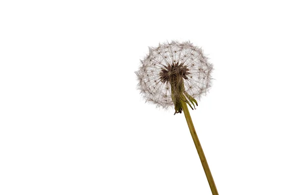 Dandelion in studio white — Stock Photo, Image