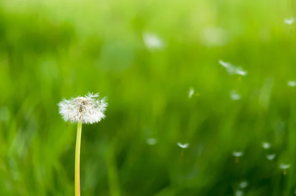 Dandelion seeds in the morning sunlight — Stock Photo, Image