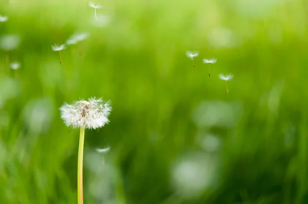 Dandelion seeds in the morning sunlight — Stock Photo, Image