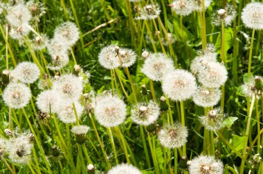 çiçek karahindiba Park