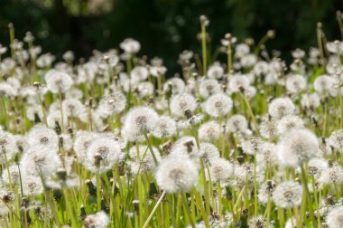 çiçek karahindiba Park