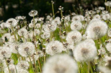 çiçek karahindiba Park