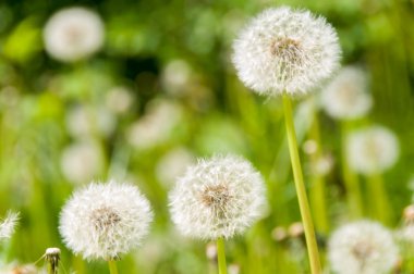 çiçek karahindiba Park