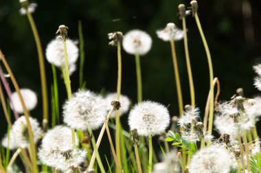 çiçek karahindiba Park