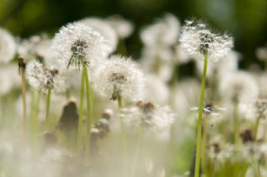 çiçek karahindiba Park