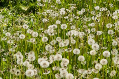 çiçek karahindiba Park