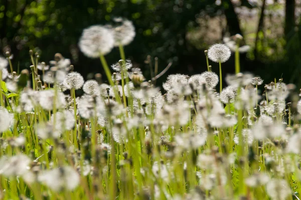 Blomma maskros i park — Stockfoto