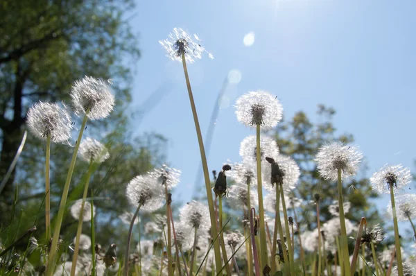 Flower dandelion in park — Stock Photo, Image