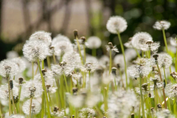 Dente di leone di fiore in parco — Foto Stock