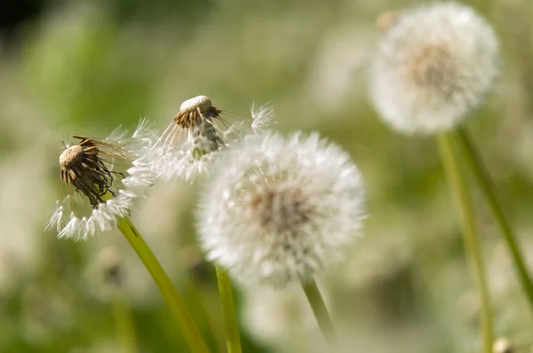 Diente de león en el parque — Foto de Stock