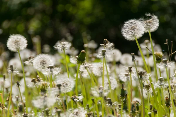 Bloem paardebloem in park — Stockfoto