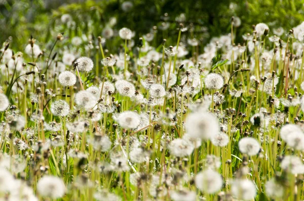 Çiçek karahindiba Park — Stok fotoğraf