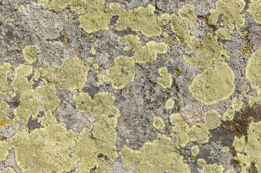 Lichenlar simbiyotik mantar ve alglerdir.. 