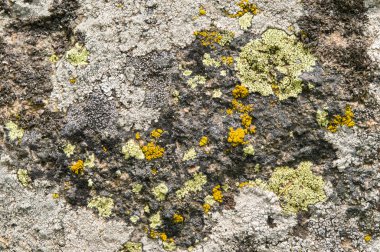 Lichenlar simbiyotik mantar ve alglerdir.. 