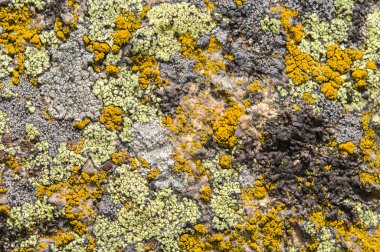 Lichenlar simbiyotik mantar ve alglerdir.. 