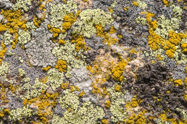 Lichenlar simbiyotik mantar ve alglerdir.. 