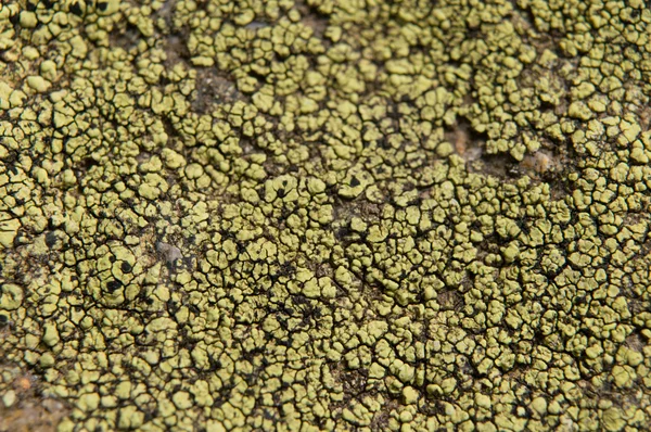 地衣是共生真菌和藻类. — 图库照片