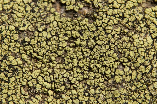 Lichens zijn symbiotische schimmels en algen. — Stockfoto
