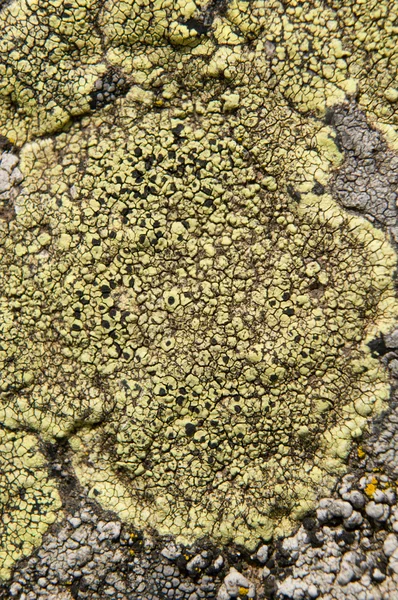 Lichens jsou symbiotické houby a řasy. — Stock fotografie